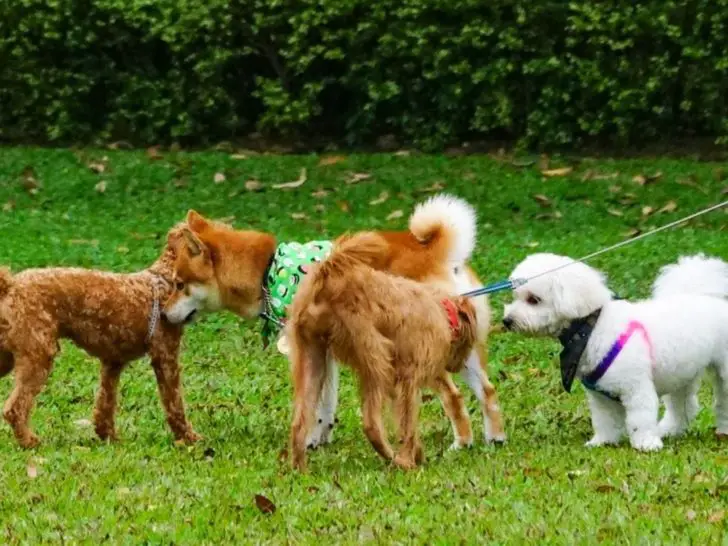 14 Reasons Why Do Dogs Smell When They Come In From Outside? + 5 Tips