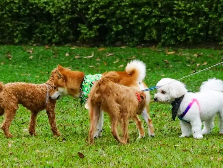 14 Reasons Why Do Dogs Smell When They Come In From Outside? + 5 Tips