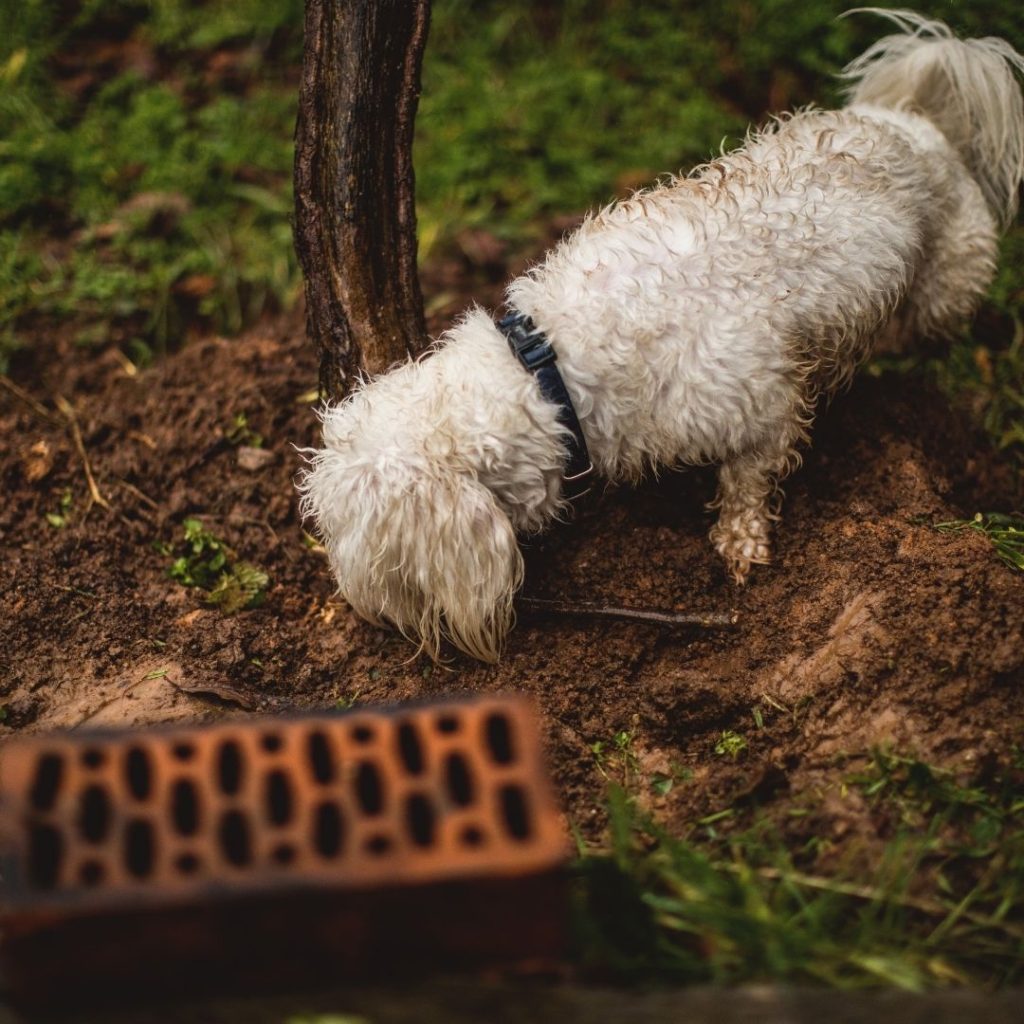 why-do-dogs-smell-when-they-come-in-from-outside