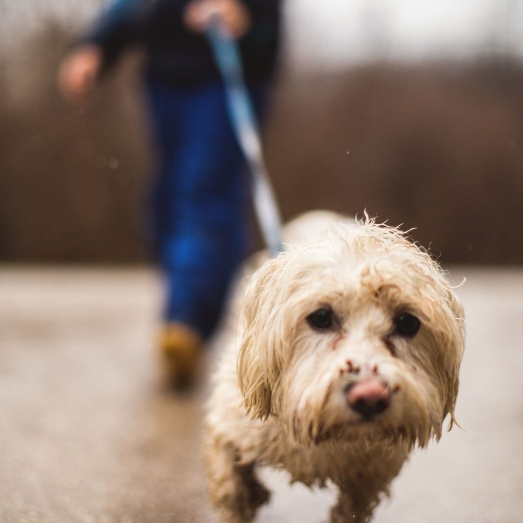 why-do-dogs-smell-when-they-come-in-from-outside