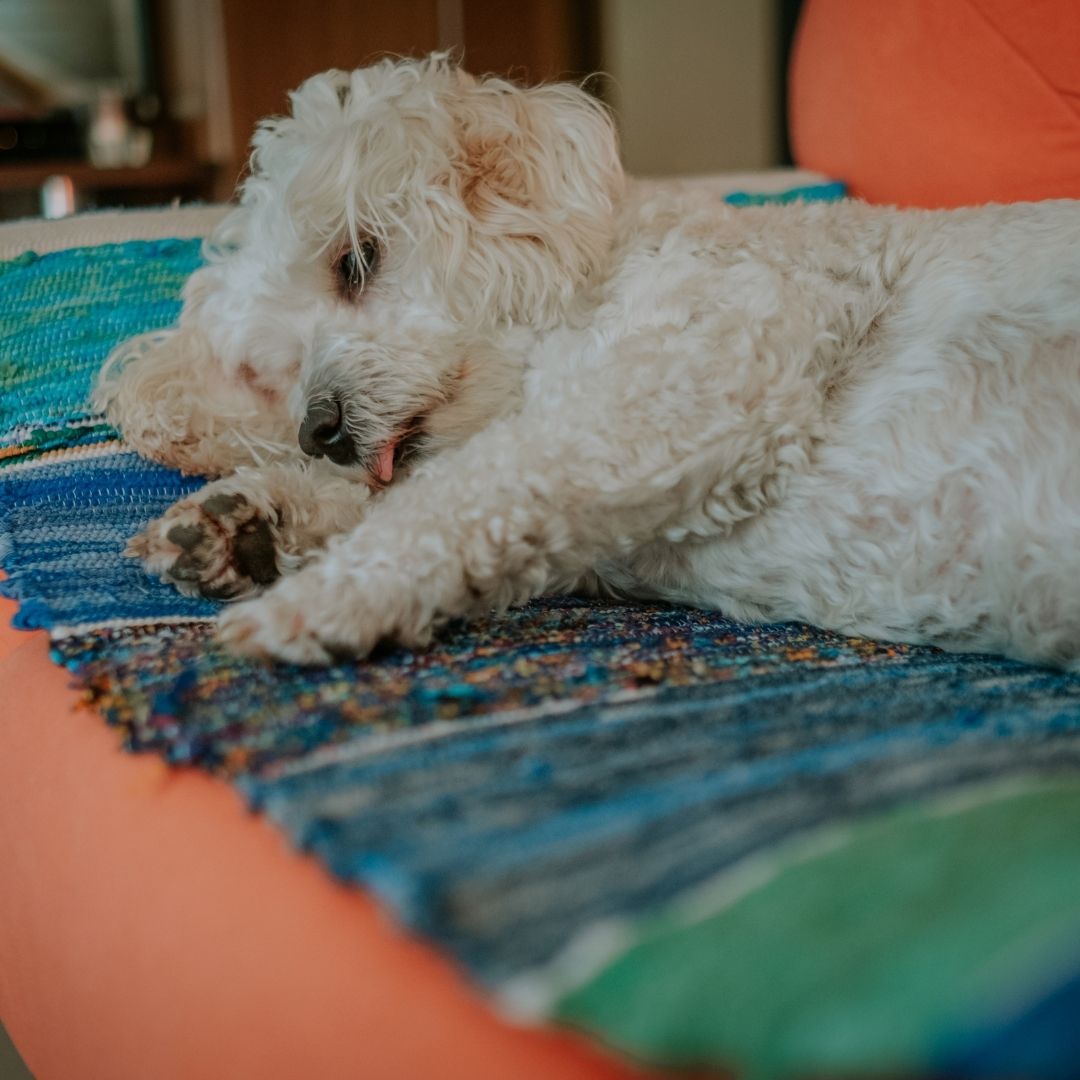 11 reasons Why Does My Dog’s Breath Smell Like Fish? +9 Tips To Cure