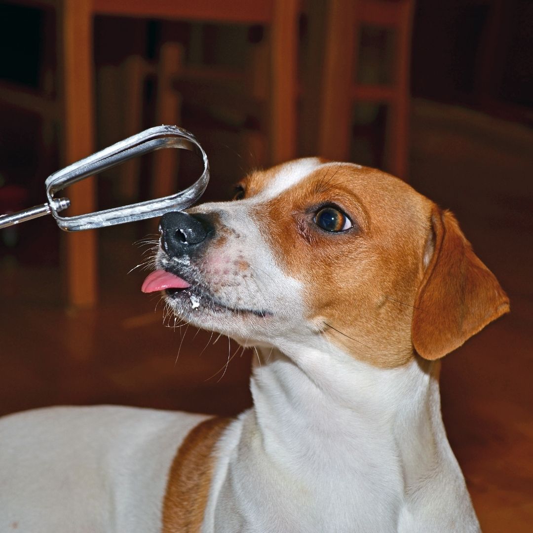 10 Reasons Why Does My Dog Lick Metal? + 5 Tips To Stop