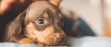 Can Dogs Eat Plant-Based Burgers