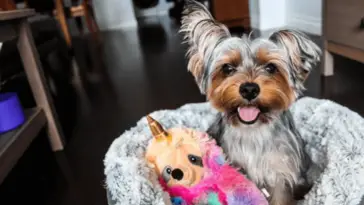 My yorkie scratches all the time