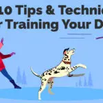 Top 10 Tips & Techniques For Training Your Dog