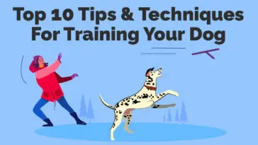 Top 10 Tips & Techniques For Training Your Dog