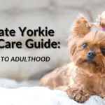 Ultimate Yorkie Puppy Care Guide