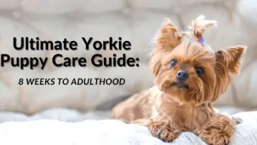 Ultimate Yorkie Puppy Care Guide
