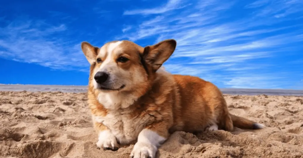 11 Reasons Why Do Dogs Put Their Tails Down? + 4 Tips For Prevention