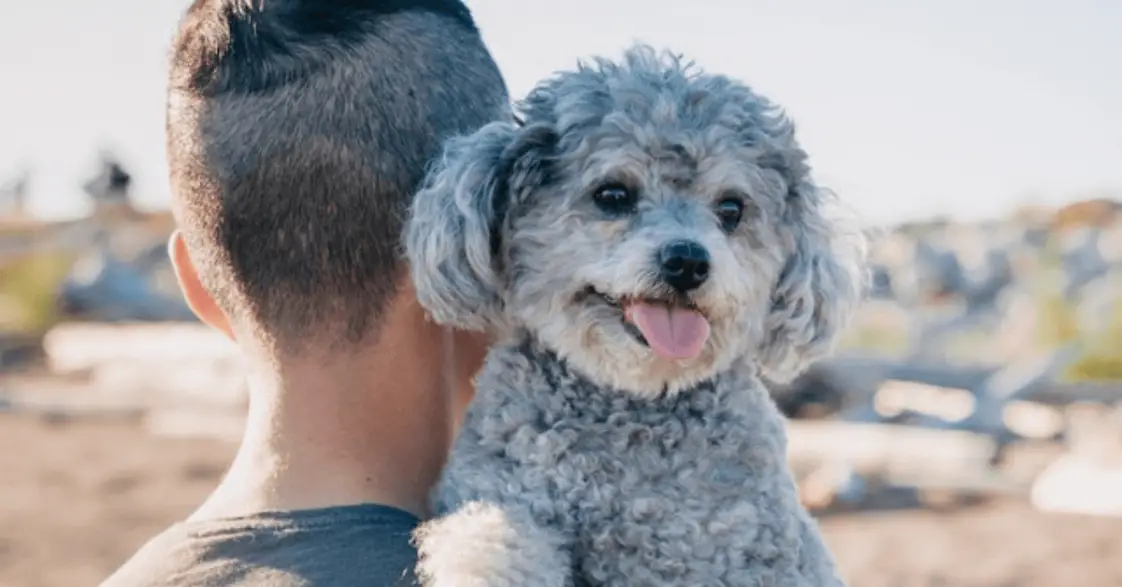 11 reasons Why Does My Dog’s Breath Smell Like Fish? +9 Tips To Cure