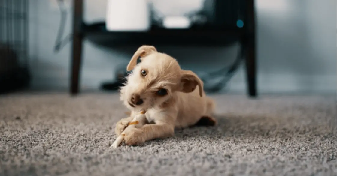 15 Reasons Why Is My Dog Biting Herself? +5 Tips To Stop This