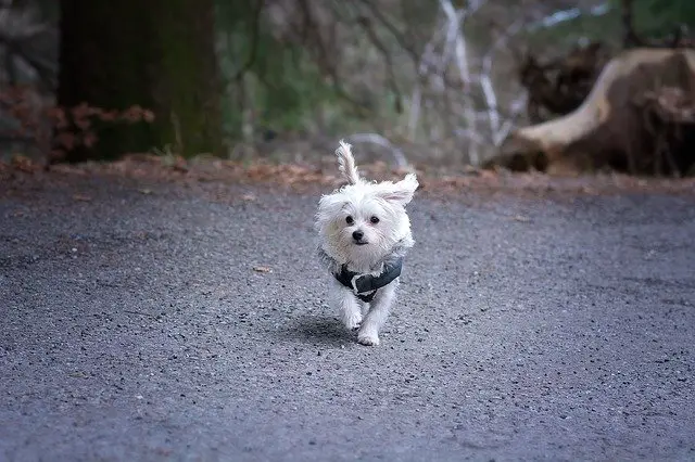 how to cover the scent of a dog in heat