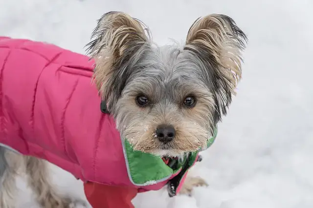 15 Proven Ways How To Cover The Scent Of A Dog In Heat