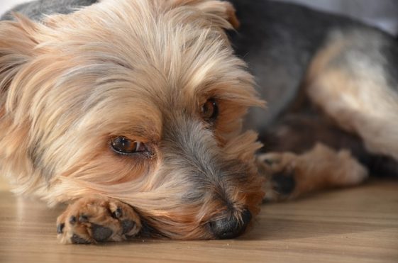 8 Reasons Why is my Dog in Pain After Glands Expressed? +6 Tips