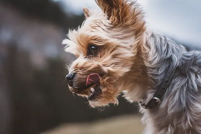 why do yorkies have bad breath