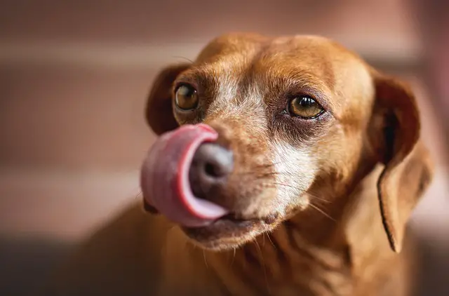 Why Do Dogs Drink Their Own Urine? 