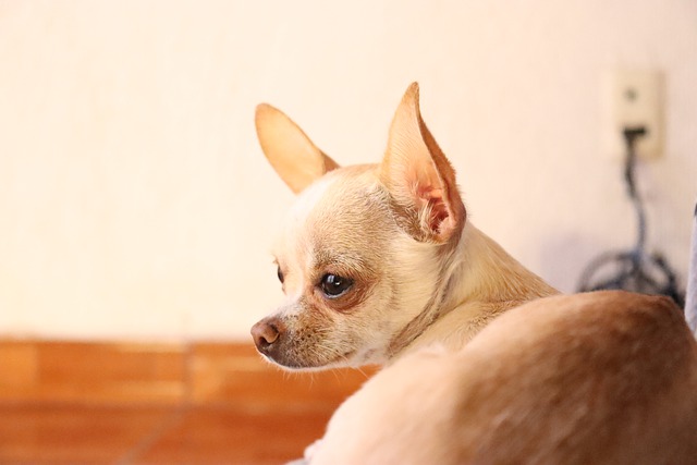 Why do Chihuahuas attach to one person?