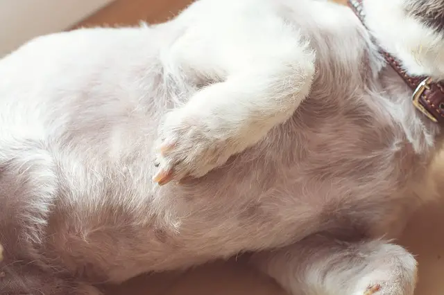What does it mean when a male dog's nipples are swollen? 