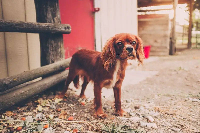 Why Do Dogs Put Their Tails Down?