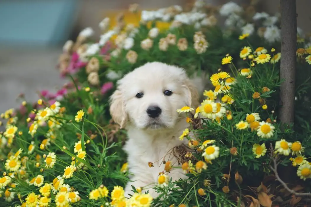 top-10-reasons-why-do-dogs-follow-you-to-the-bathroom