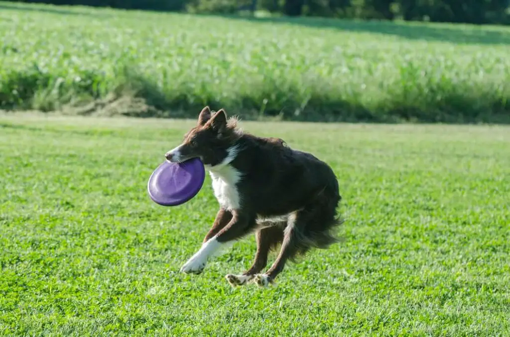 Why Do Dogs Run In Circles?