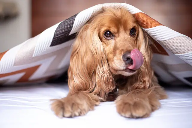 Why Do Dogs Drink Their Own Urine?