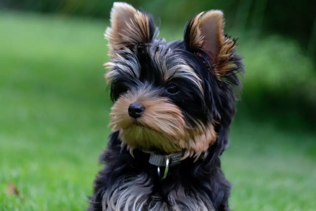 Why Do Yorkies Smell So Bad?
