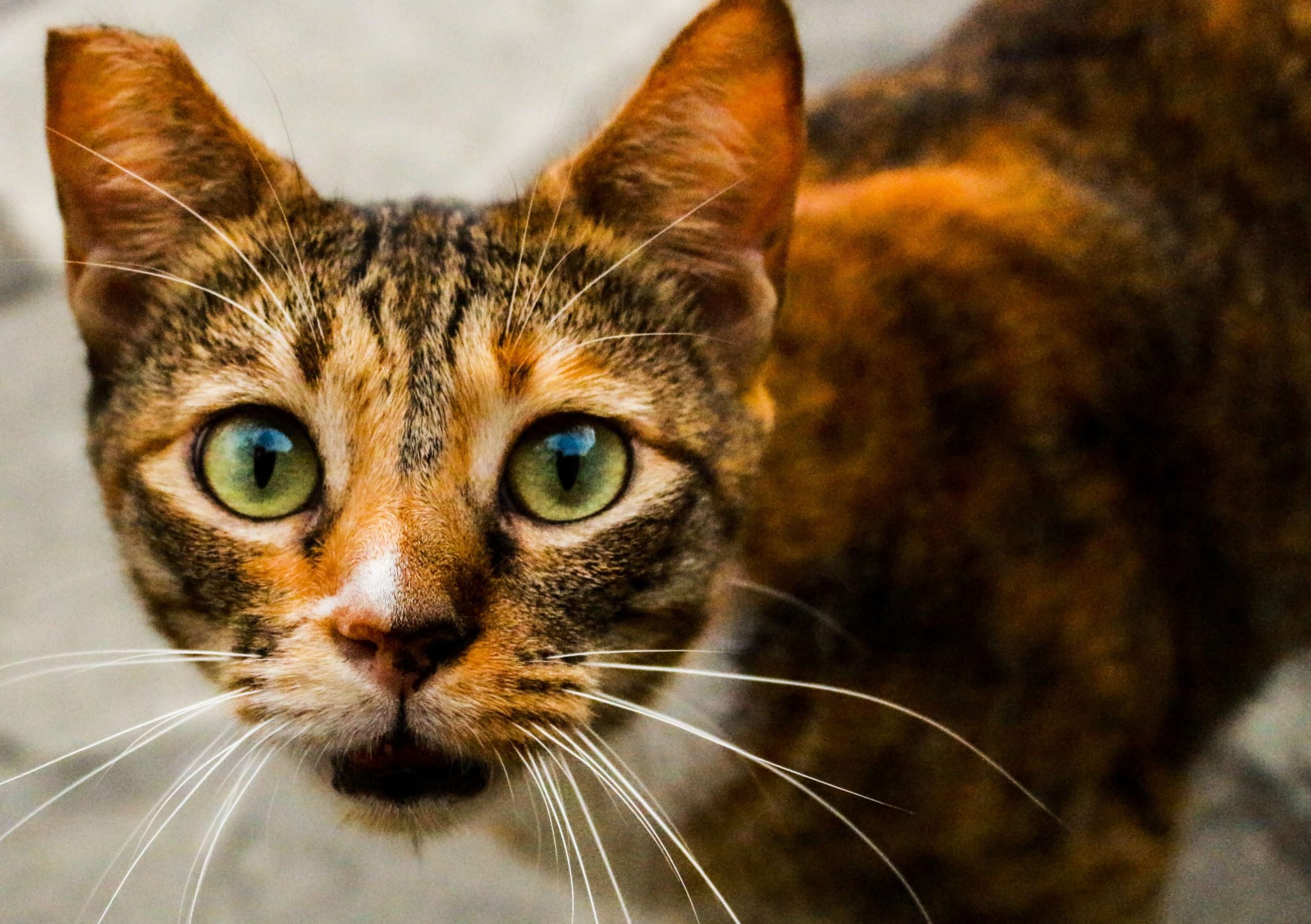 *6 Reasons* What Does It Mean When A Stray Cat Comes To Your House?