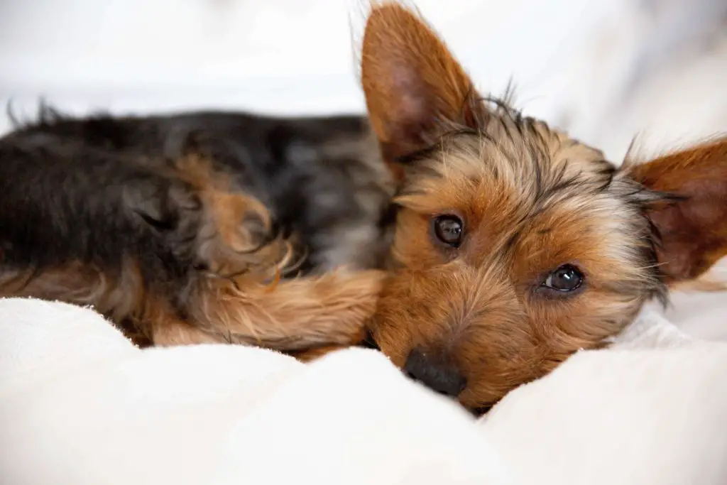 Why Do Yorkies Smell So Bad?
