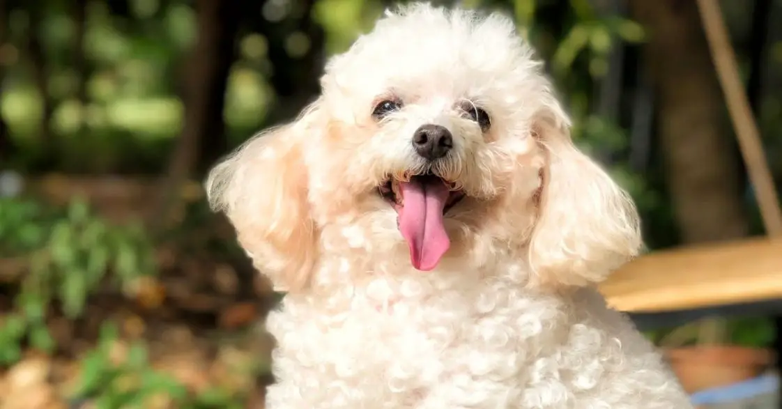 14 Reasons Why Do Dogs Smell When They Come In From Outside? + 5 Tips