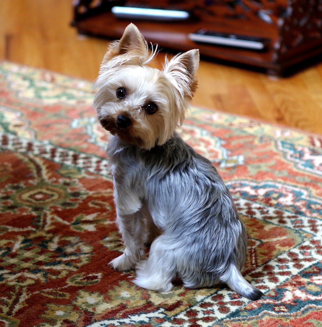 10 Reasons Why Do Yorkies Have Bad Breath? + Tips For Prevention