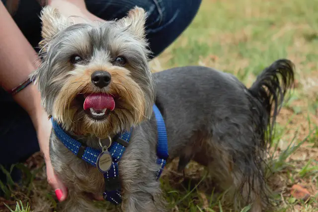 Yorkie puppy care