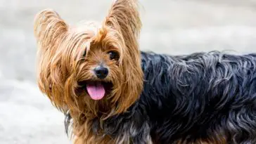 why do yorkies have bad breath