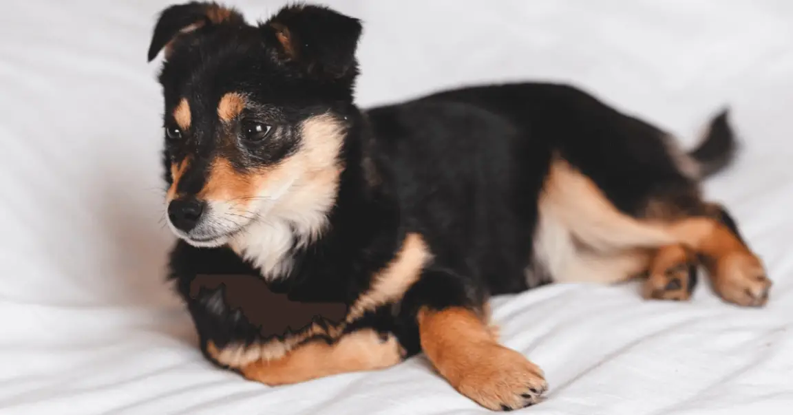 12 Reasons Why is My Dog Scratching The Carpet? + 4 Tips To Prevent It