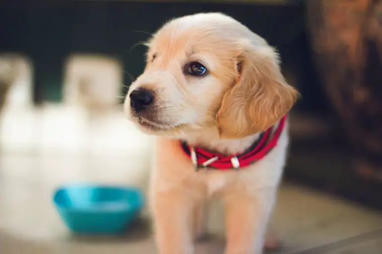 What Does It Mean When A Puppy’s Stomach Is Hot?