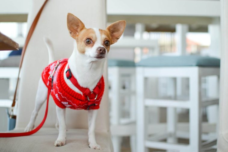 How Often Should Chihuahuas Be Walked?