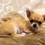 Can Chihuahuas Eat Chicken Bones?