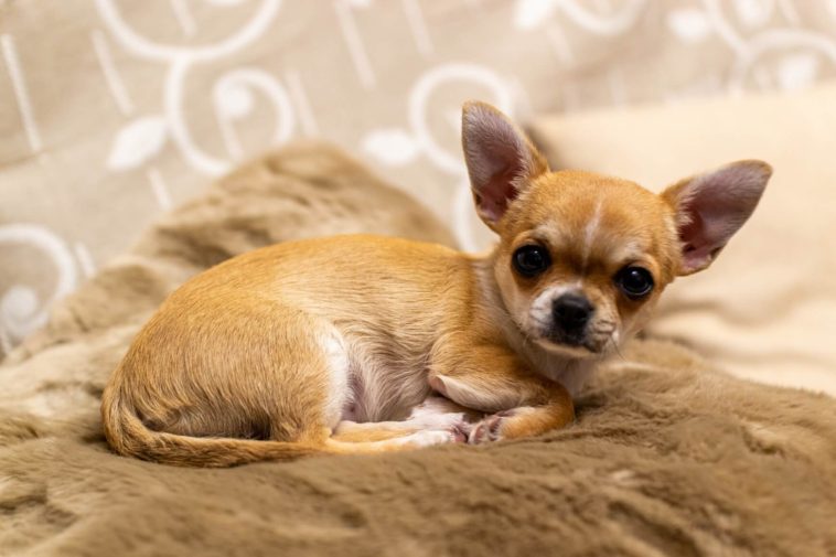 Can Chihuahuas Eat Chicken Bones?