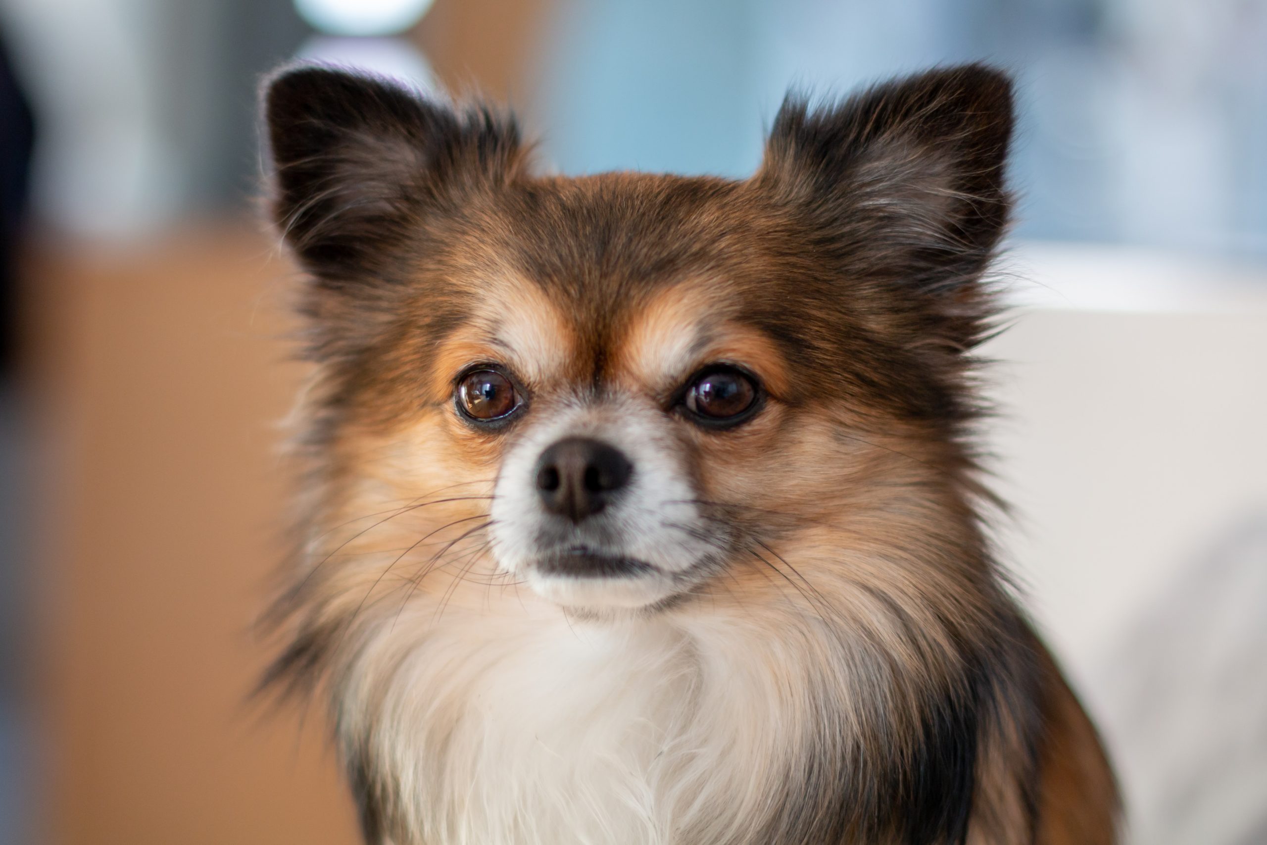 Chihuahua Shelters In Michigan - 80y0mfk
