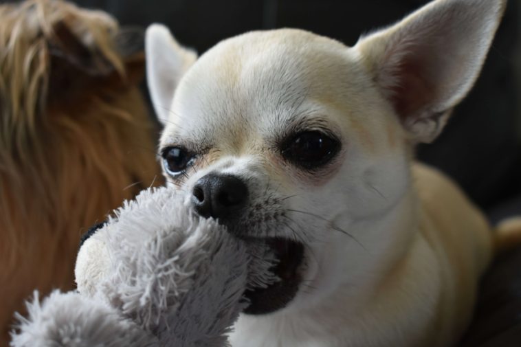 How To Take Care Of A Senior Chihuahua