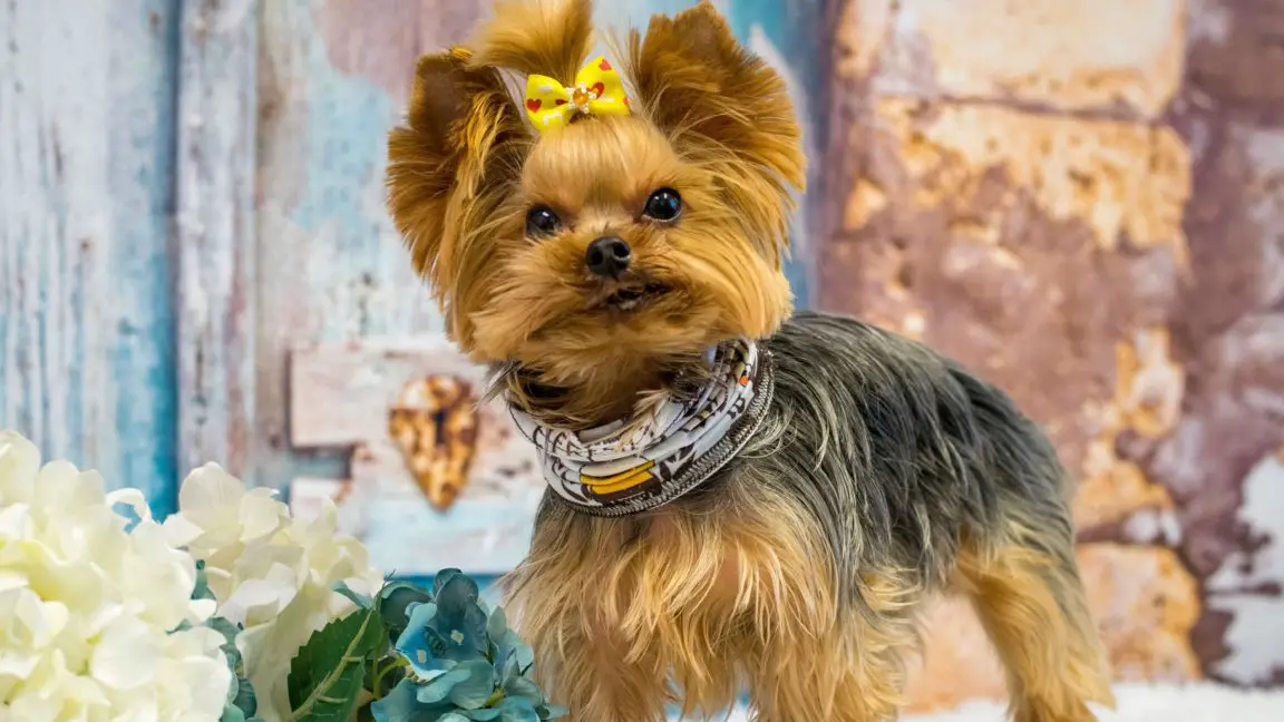 What Do Yorkies Usually Die From 2021 Guide (With Tips!)