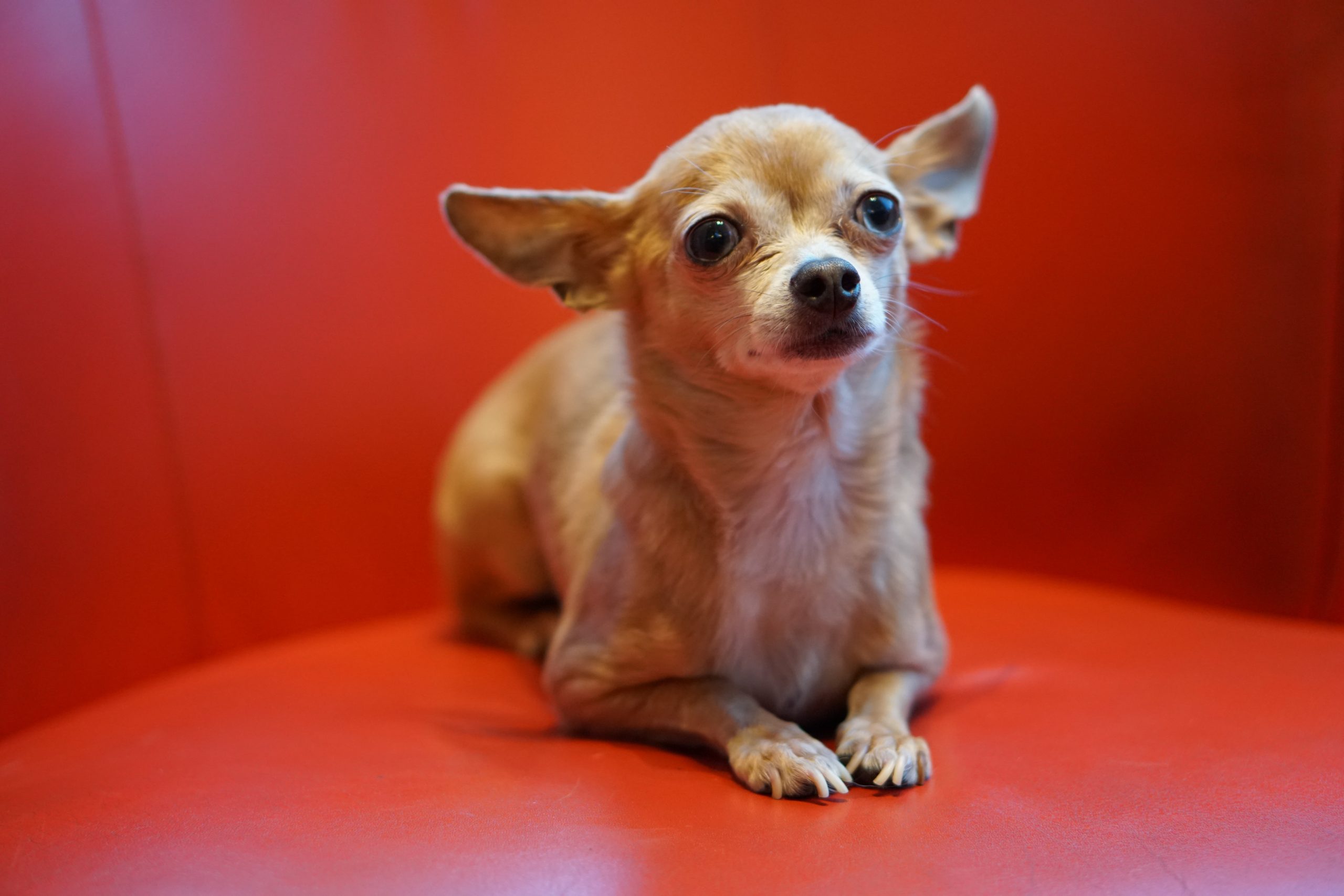 Can Chihuahuas Eat Cheese? 4 Reasons Why You Shouldn't