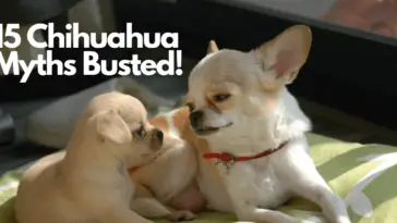 15 Myths About Chihuahuas Busted