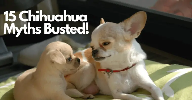 15 Myths About Chihuahuas Busted