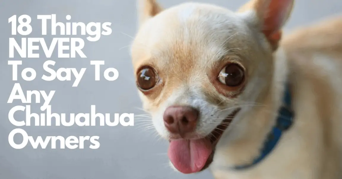 18 Things NEVER to Say to a Chihuahua Dog Parent!