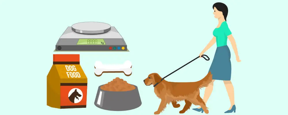 What You Need To Know About a Dog’s Diet