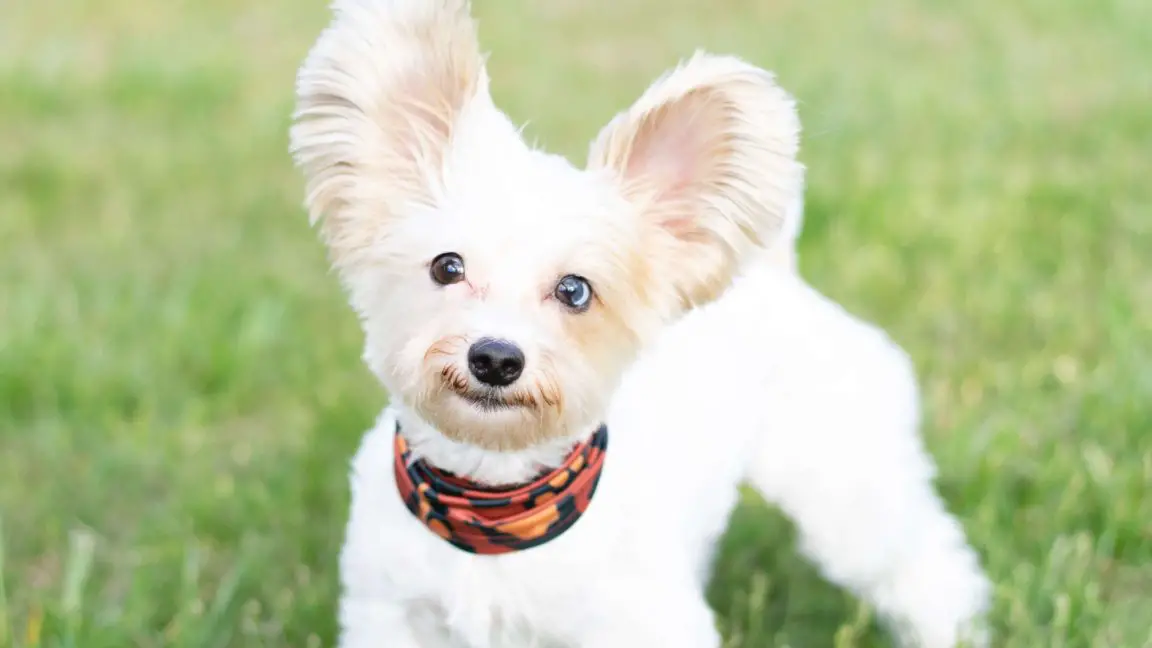 How To Groom A Yorkie Face? 5 Grooming Tips + 4 Top Hairstyles