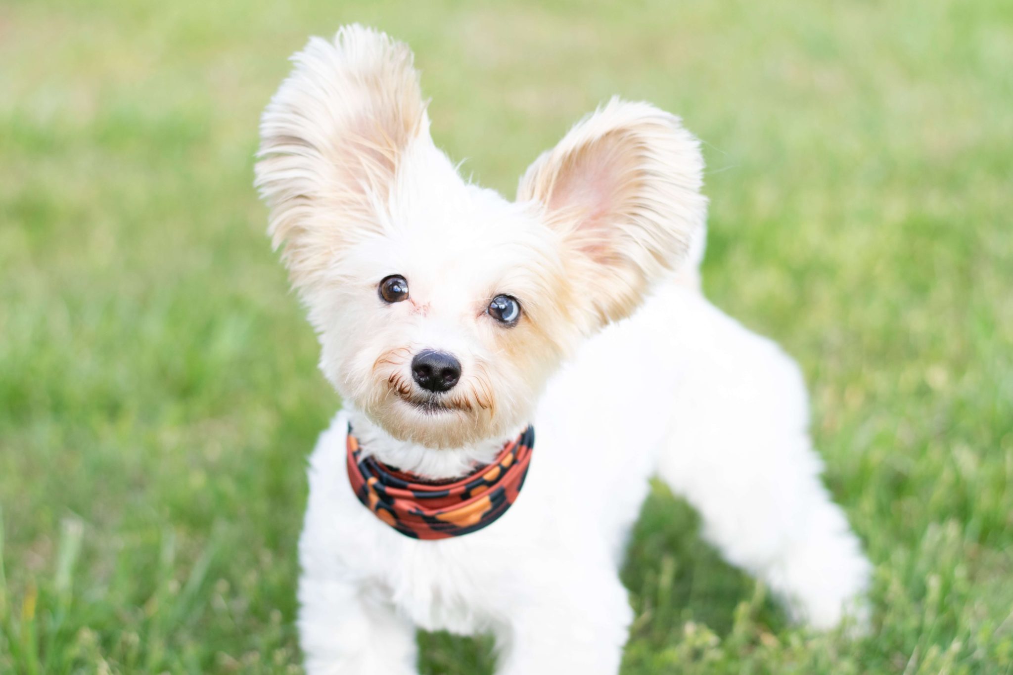 Top 11 Ways on How To Calm A Yorkie Down? +5 Anxiety Symptoms