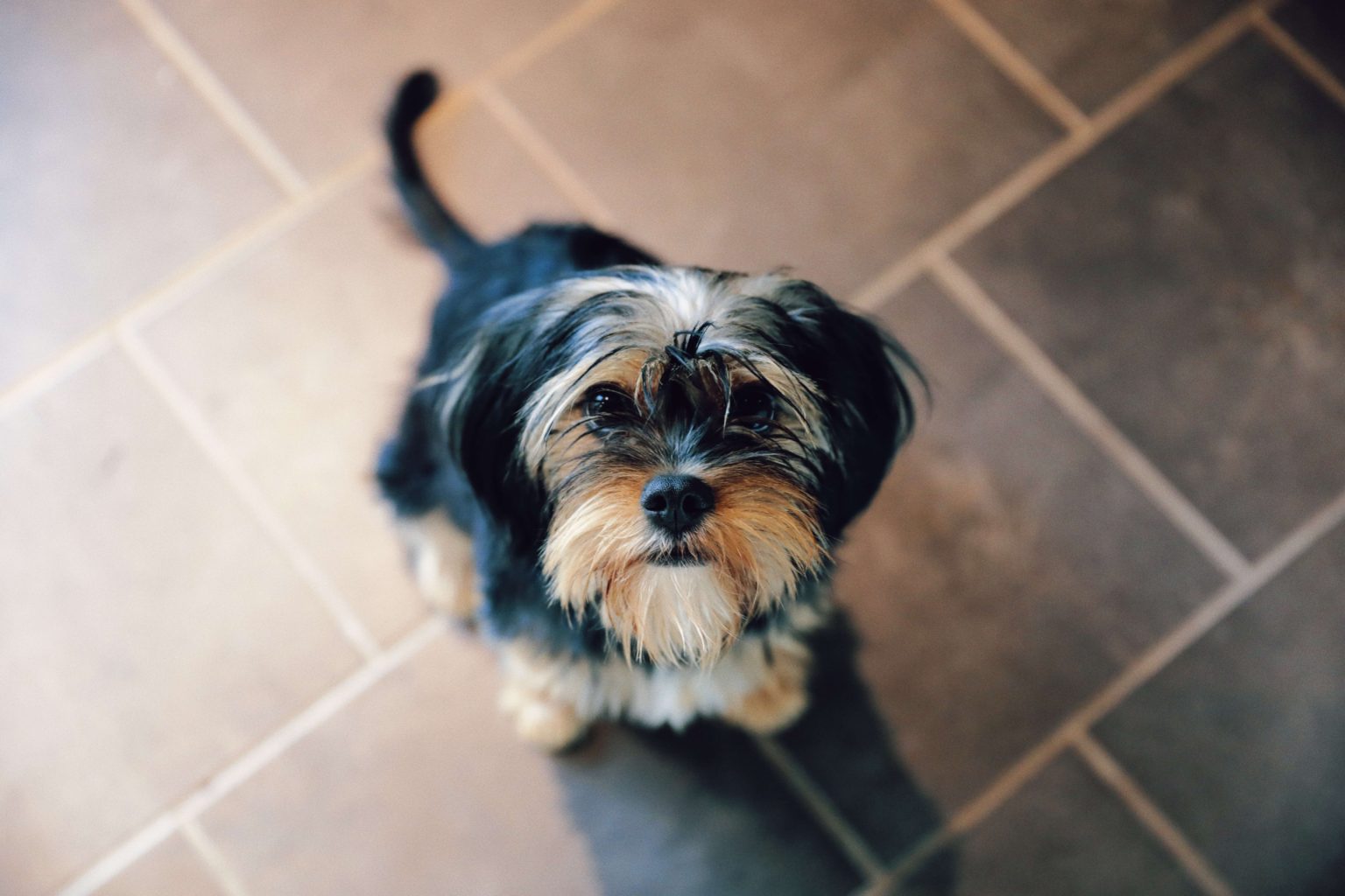 11 Reasons Why Is My Yorkie Shedding? + 9 Ways to Stop The Shedding