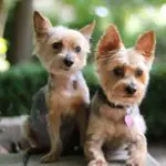 How much should my yorkie weigh